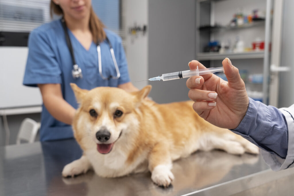 Veterinarian giving a corgi an injection
