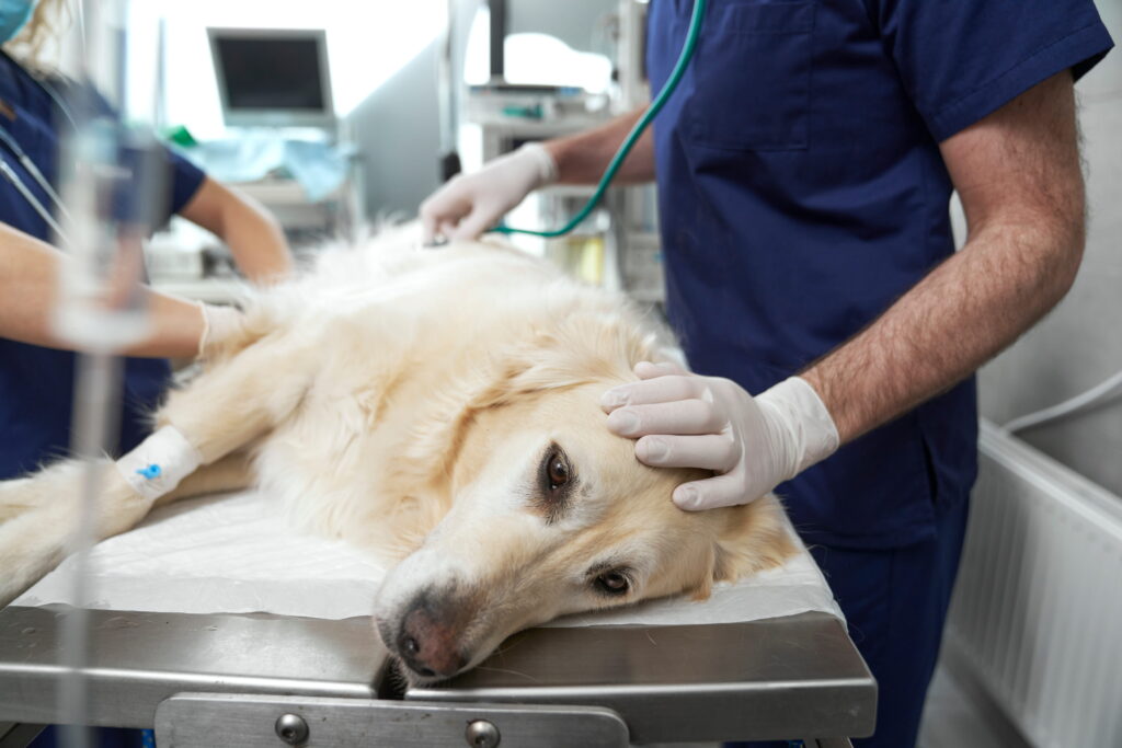 Dog with an IV line receiving care