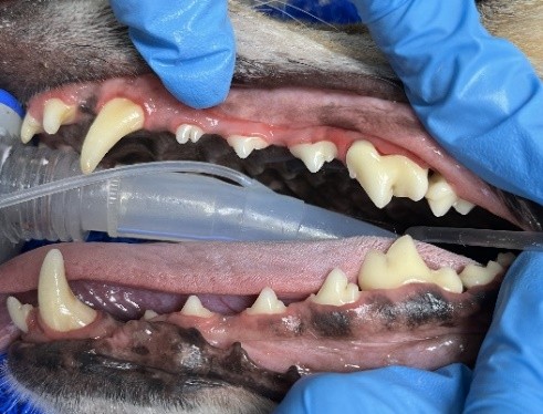 After Dental