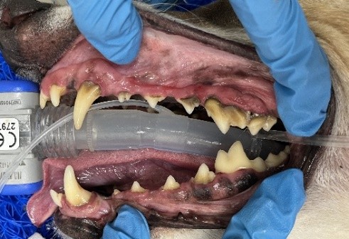 Before Dental Before Dental